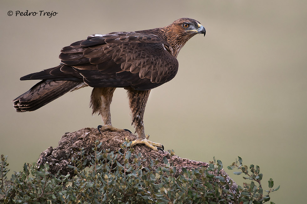 Aguila perdicera (Aquila fasciata)